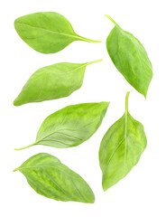 Fototapeta premium Basil, set of leaves isolated on white background, element of packaging design. Full depth of field.