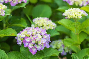 咲き始めの紫陽花、5月、横浜