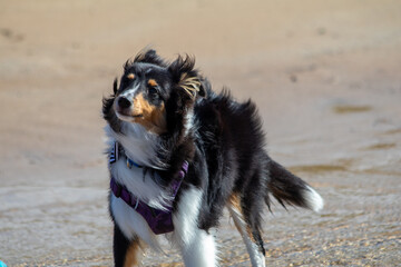 Shetland Sheepdog puppy running at the beach