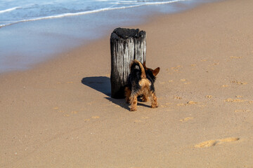 Australian terrier playing at the beach