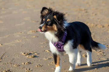 Shetland Sheepdog puppy playing at the beach in the water