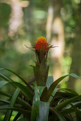 orange flower in the garden