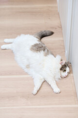 木のフローリングの上にのんびりしている白猫