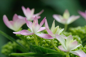 桃色のガクアジサイ2