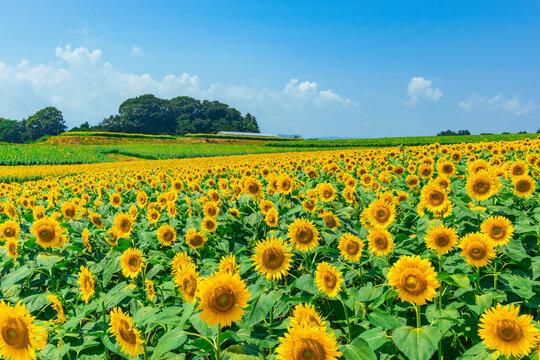Image of a field of sunflowers in full bloom 2871