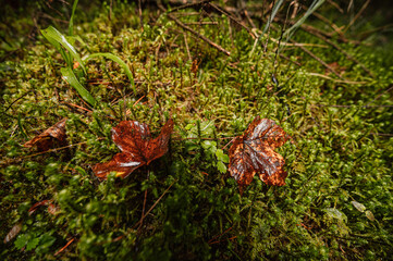 Mountain landscape. Misty forest. Natural outdoor travel background. Slovakia, Low Tatras, Demenovska hora and dolina vyvierania. Liptov travel. © Zedspider