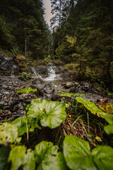 Mountain landscape. Misty forest. Natural river stream. Slovakia, Low Tatras, Demenovska hora and dolina vyvierania. Liptov travel. © Zedspider