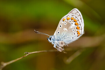 Polyommatus icarus. Small butterfly perched on a branch.