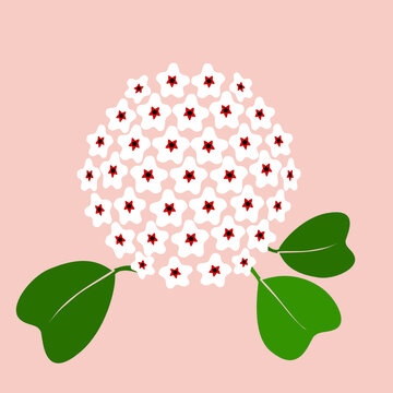 hoya , wax flower blooming illustration background