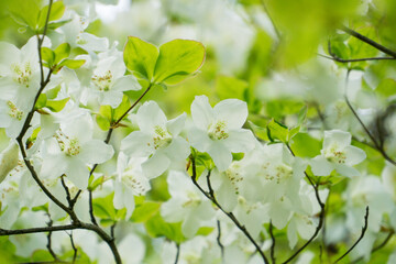 満開のシロヤシオ