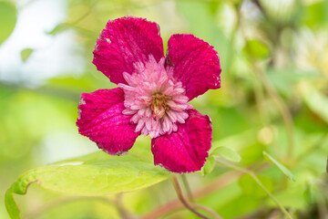 クレマチス アバンギャルド/Clematis viticella 'Avant-Garde'/セミダブル咲き