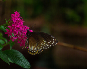 Butterfly on flower