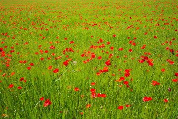 a splendid expanse of poppies