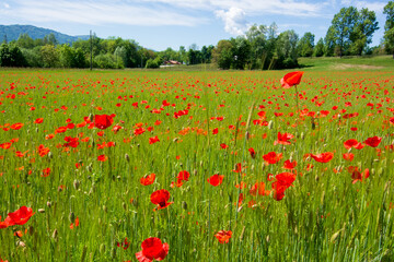 a beautiful expanse of poppies in spring