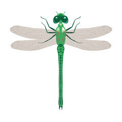 A bright green dragonfly with transparent wings and large eyes. Summer green flying insect. Vector illustration isolated on white background.