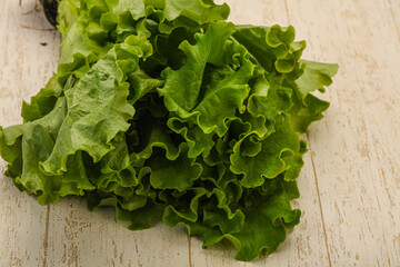 Green lettuce salad heap leaves