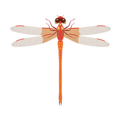 A beautiful pink dragonfly with transparent wings and large eyes. Summer pink flying insect. Vector illustration isolated on white background