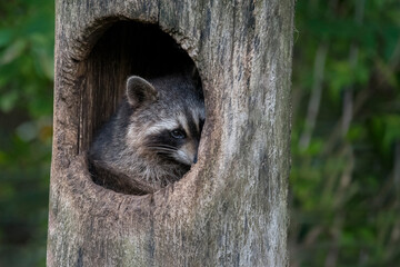 shy Raccoon in the hollow