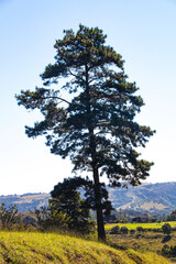 Tall Fir Tree Surrounded by Open Green Countryside