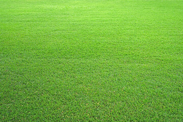 Nature green grass in the garden, Lawn pattern texture background, Perspective
