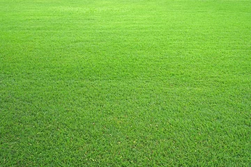Nature green grass in the garden, Lawn pattern texture background, Perspective