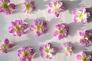 Fototapeta premium flowers background