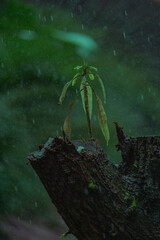 Tropical tree!