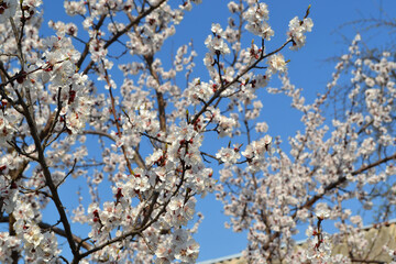 Prunus armeniaca. Beautiful floral spring abstract background of nature. Apricot tree. Spring white flowers. Apricot tree in bloom