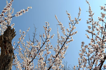 Prunus armeniaca. Beautiful floral spring abstract background of nature. Apricot tree. Spring white flowers on a tree branch. Apricot tree in bloom. Spring, seasons, white flowers of apricot tree