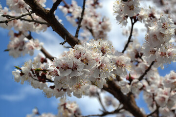 Apricot tree. Beautiful floral spring abstract background of nature. Spring white flowers on a tree branch. Apricot tree