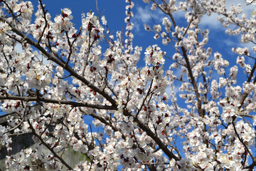 Apricot tree. Spring flowers on a branch. Apricot. For easter and greeting cards