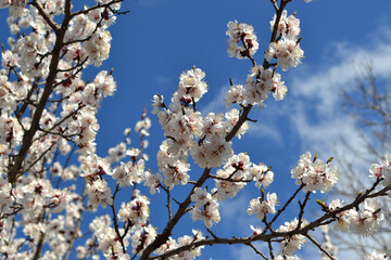 Apricot tree. Spring flowers on a branch. For easter and greeting cards