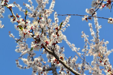 Beautiful floral spring abstract background of nature. Apricot tree. Prunus armeniaca. Spring white flowers on a tree branch. Apricot tree in bloom