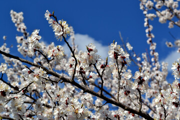 Beautiful floral spring abstract background of nature. Apricot tree