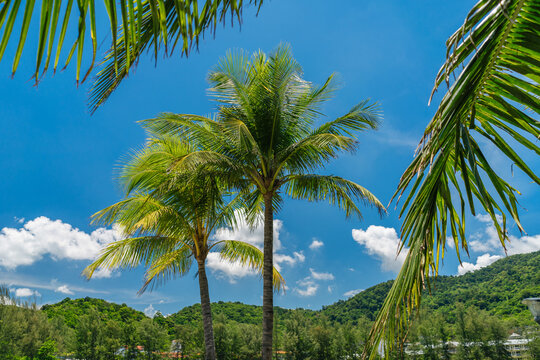 Tropical landscape with palm tree. Tropical paradise idyllic background. Coco palms with beautiful leaves. Palm tree and sky image.