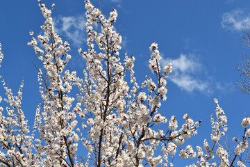 Apricot tree. Spring white flowers on a branch. For easter and spring greeting cards