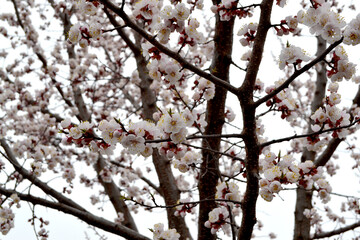 Obraz premium Apricot tree. Spring white flowers on a branch. For easter and spring greeting cards