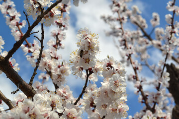 Apricot tree. Spring white flowers on a branch. For easter and spring greeting cards