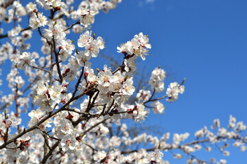 Beautiful floral spring abstract background of nature. Spring Apricot tree.  Spring white flowers on a tree branch. Apricot tree in bloom. Spring, white flowers