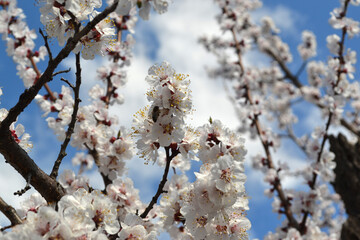 Apricot tree. Beautiful floral spring abstract background of nature. Spring flowers