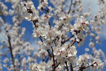 Apricot tree.  Spring white flowers on a tree branch. Apricot tree in bloom. Spring, seasons, white flowers of apricot tree. For easter and spring greeting cards