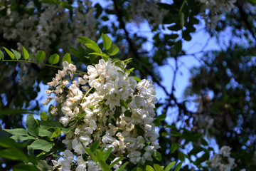 Beautiful floral spring abstract background of nature. Blossoming acacia (Robinia pseudoacacia