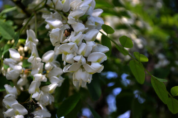 Beautiful floral spring abstract background of nature. Blossoming acacia (Robinia pseudoacacia