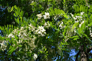 Beautiful floral spring abstract background of nature. Blossoming acacia (Robinia pseudoacacia