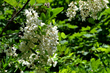 Beautiful floral spring abstract background of nature. Blossoming acacia (Robinia pseudoacacia
