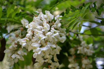 Beautiful floral spring abstract background of nature. Blossoming acacia (Robinia pseudoacacia