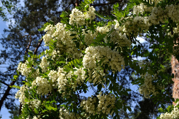 Beautiful floral spring abstract background of nature. Blossoming acacia (Robinia pseudoacacia
