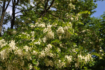 Fototapeta na wymiar Beautiful floral spring abstract background of nature. Blossoming acacia (Robinia pseudoacacia