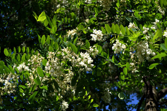 Blossoming acacia (Robinia pseudoacacia). Beautiful floral spring abstract background of nature. Spring white flowers on a tree branch. Acacia tree in bloom. Spring, seasons