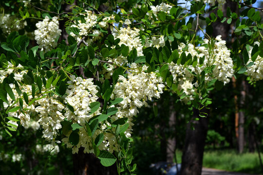 Beautiful floral spring abstract background of nature. Blossoming acacia (Robinia pseudoacacia). Spring white flowers on a tree branch. Acacia tree in bloom. Spring, seasons, white flowers